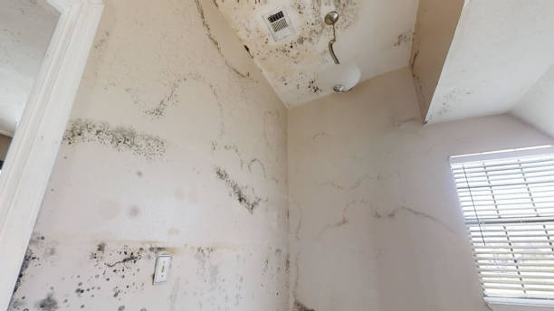 Best Post-Remediation Verification Testing  in Proctor, MN