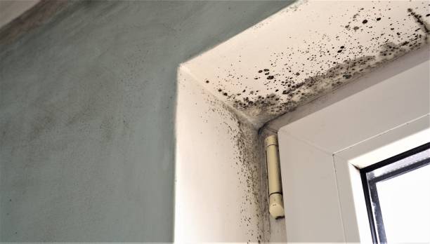 Best Mold Remediation for Healthcare Facilities  in Proctor, MN