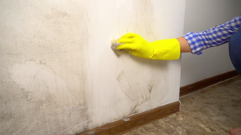Best Mold Damage Restoration  in Proctor, MN