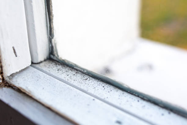 Best Mold Documentation for Insurance Claims  in Proctor, MN