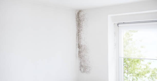 Best Industrial Mold Remediation  in Proctor, MN
