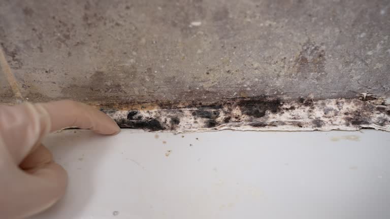 Best Residential Mold Inspection & Testing  in Proctor, MN